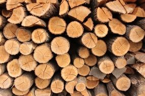 pile of wood in terrific forest