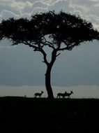 Silhouettes of gazelles near the beautiful acacia against the colorful dawn sky in Africa