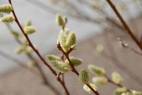 bush blossom bloom spring nature