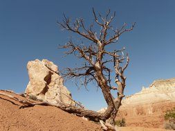 dry old tree in the desert