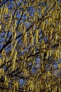 yellow common hazel inflorescences
