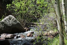Stream near boulders in the forest with colorful plants