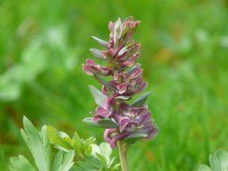 purple corydalis in summer