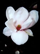 tender white magnolia blossom