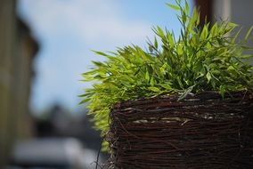 green foliage closeup