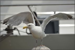 wild white gull with a yellow beak