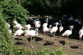 Landscape of flamingoes in the zoo