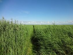 high green grass on the field against the blue sky