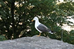 closeup picture of black and white seagull