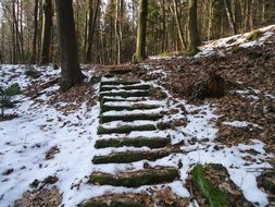 staircase in the forest in winter