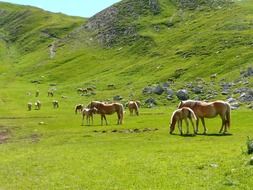 herd of horses in a meadow by the mountain