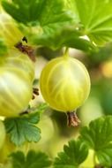 green berry on a branch