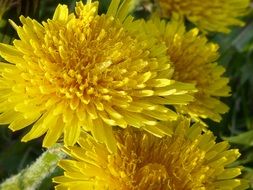 bouquet of yellow dandelions