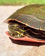 turtle hiding in shell