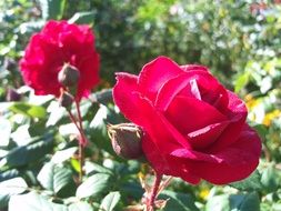 two bright red roses with buds in the bright sun