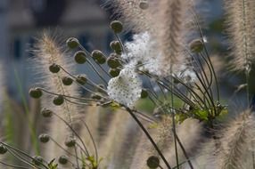 extraordinarily beautiful garden plant