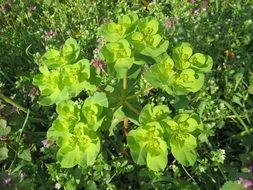 euphorbia helioscopy or spurge