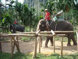 man on elephant in thai nature park