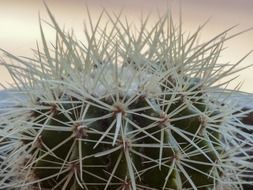 White needles on a cactus