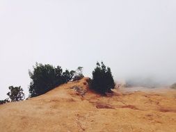 rock with shrubs in fog