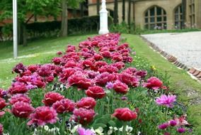 beautiful garden flowers in spring