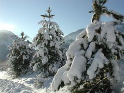 green spruce in the snow in winter on the mountain