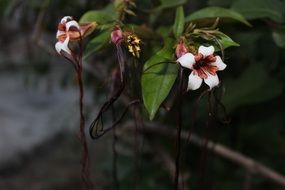 beautiful garden flower in summer