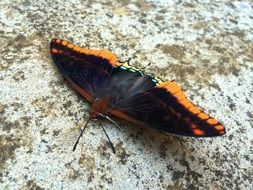 black butterfly with orange spots on the wings on the rock