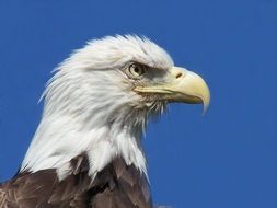 Side view of a bald eagle on a blue background