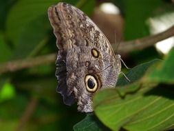 owl butterfly among green leaves