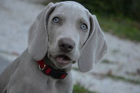 Weimaraner puppy in the yard