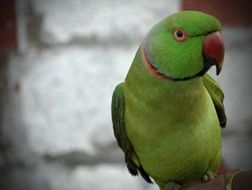 green parrot with a red beak