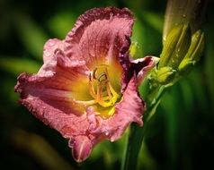 purple lily flower