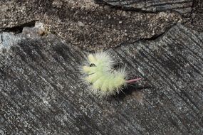 Light green caterpillar on stone insect