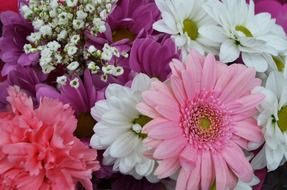 purple and white flowers closeup