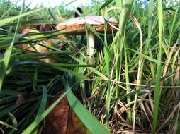 mushrooms in green grass in autumn close up