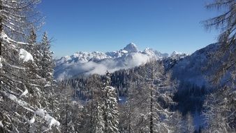 mountain forest in the snow in winter