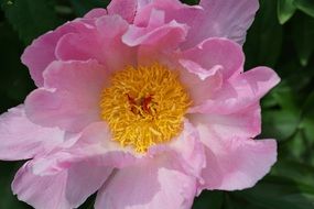 yellow middle on a pink flower