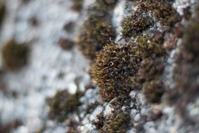 grey moss on the wall on a blurred background