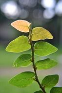 leaves on wild vines plants in ceylon