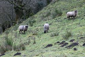 three sheep on the mountainside
