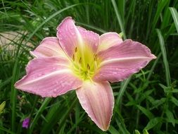 pale pink lily among green grass