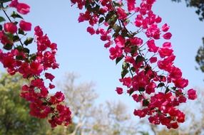 bright pink flowers on the branches in the summer