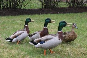 ducks mallard bird