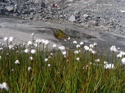 cotton grass on rocky soil