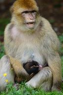 barbary ape with Baby ape