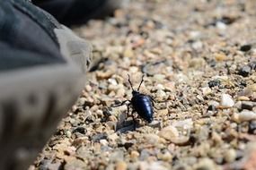 extraordinarily beautiful beetle insect