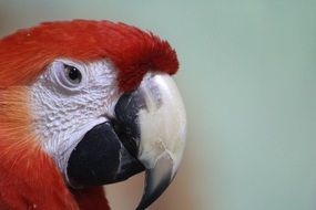 red macaw parrot head