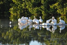 Pelicans on Sanibel Island
