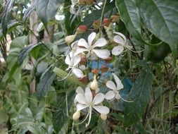flower wathu sudda